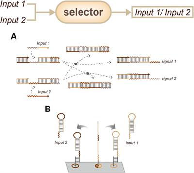 DNA-based customized functional modules for signal transformation